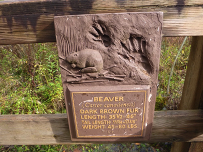 One of several informational animal plaques located on the wetland boardwalk – beaver picture is tactile